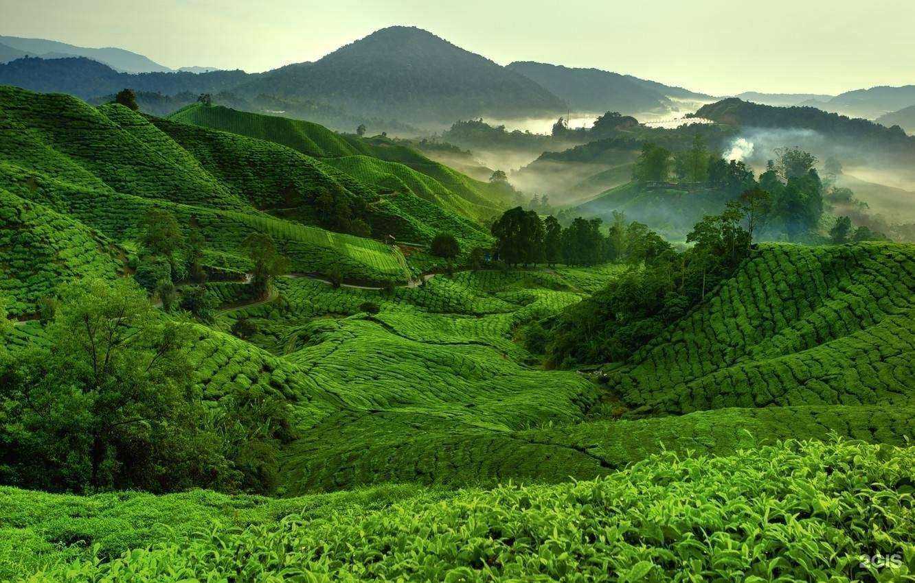 Отзывы на компанию Компания по продаже чая в Барнауле c фото