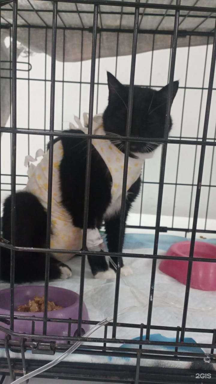 Отзывы на компанию Корея-Центр в Артёме c фото - фотография 2 из 2