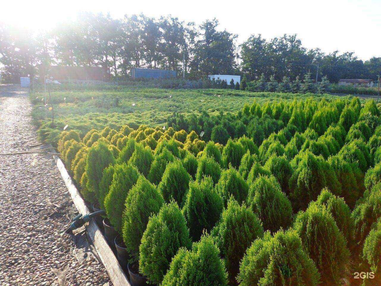 Отзывы на компанию Голдрайз в Краснодаре c фото