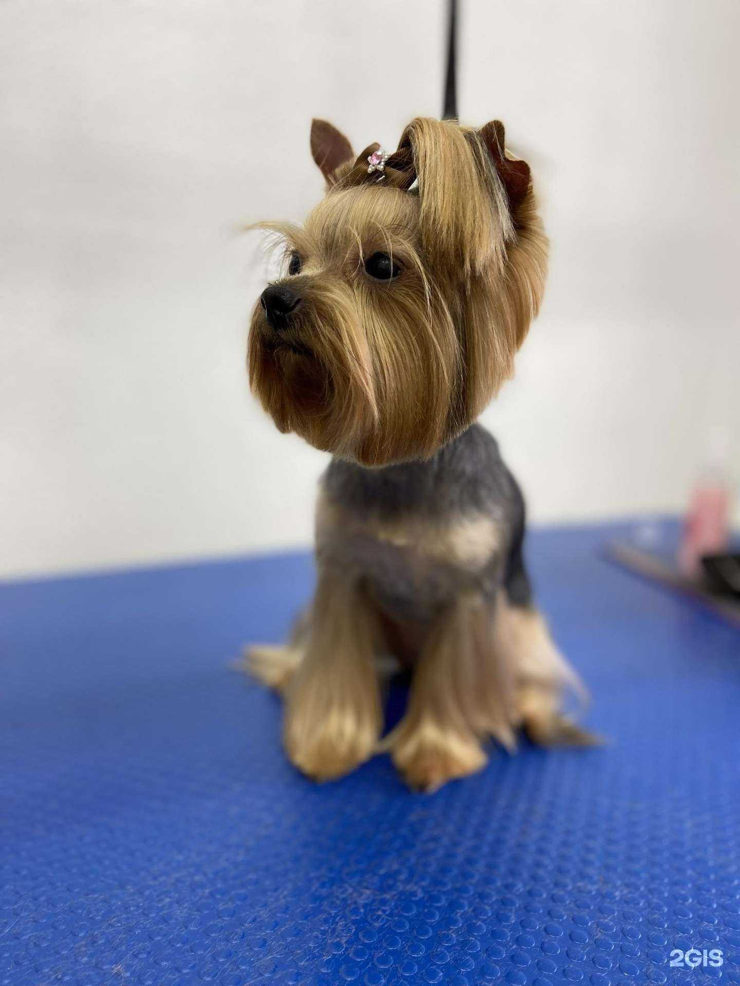 Отзывы на компанию Барбос в г. Новокузнецк c фото