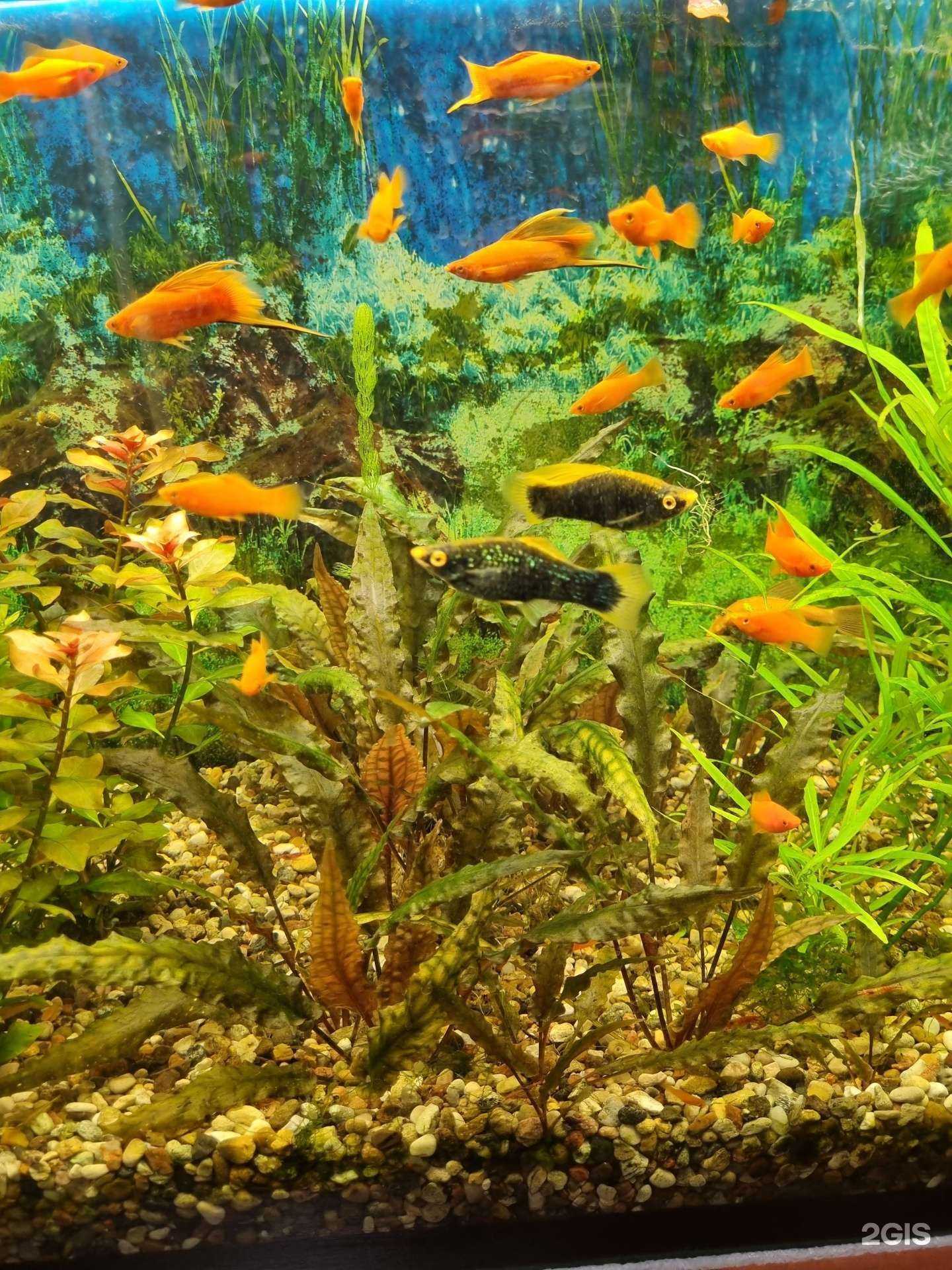 Отзывы на компанию Zoo в Альметьевске c фото