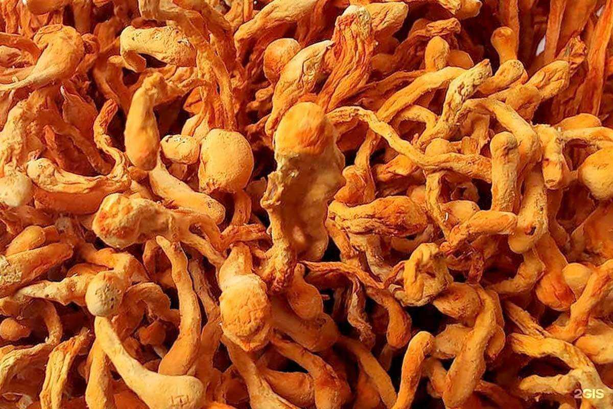 Отзывы на компанию Mushroom warrior в г. Ульяновск c фото