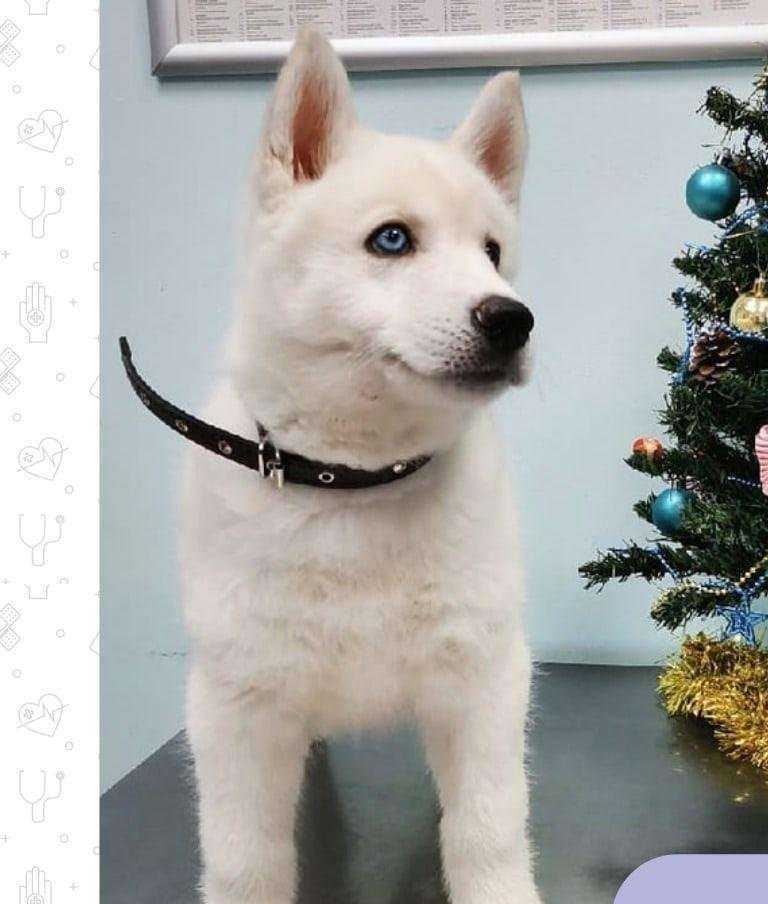 Отзывы на компанию Ветеринарная клиника в г. Тюмень c фото