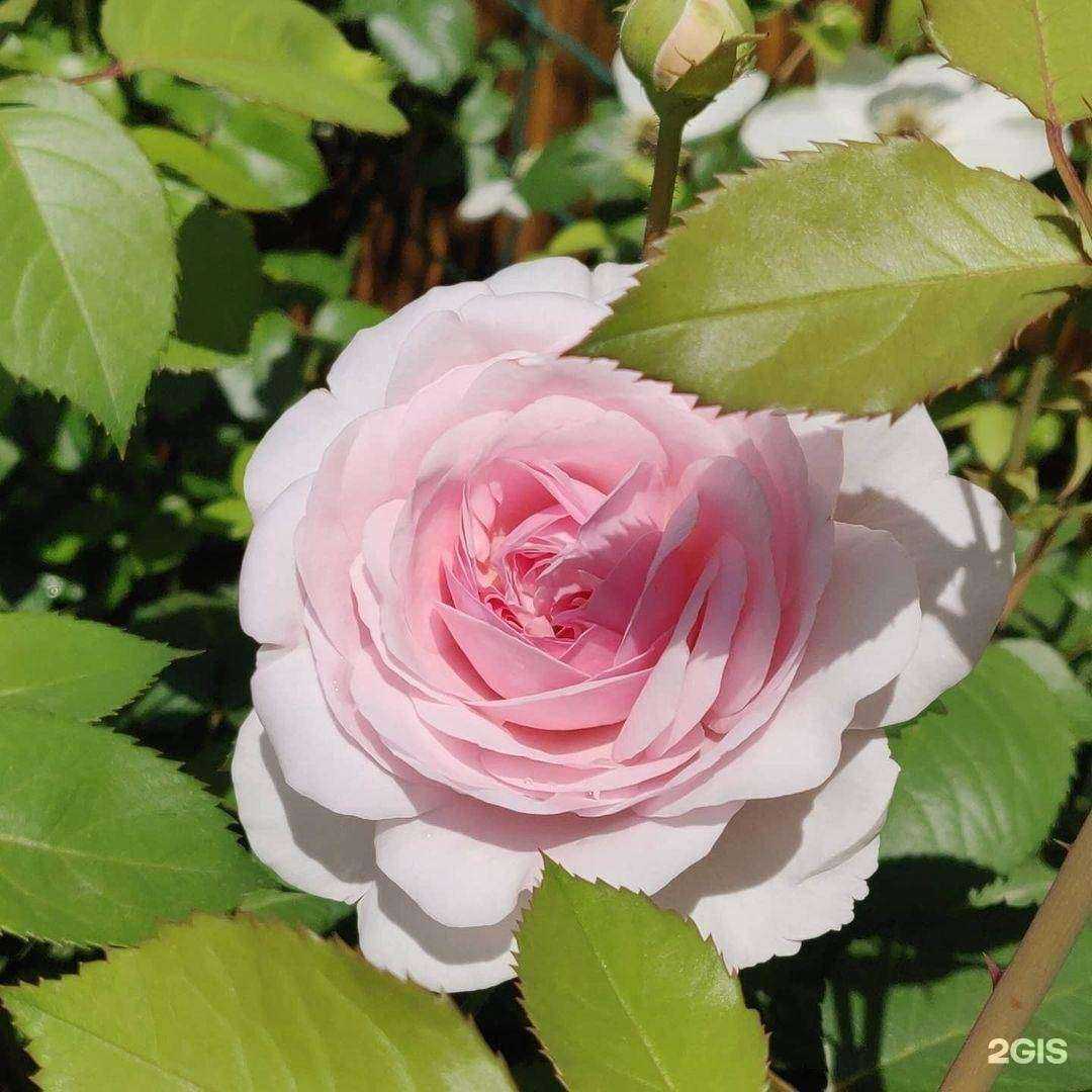 Отзывы на компанию Pro Gardens в Краснодаре c фото