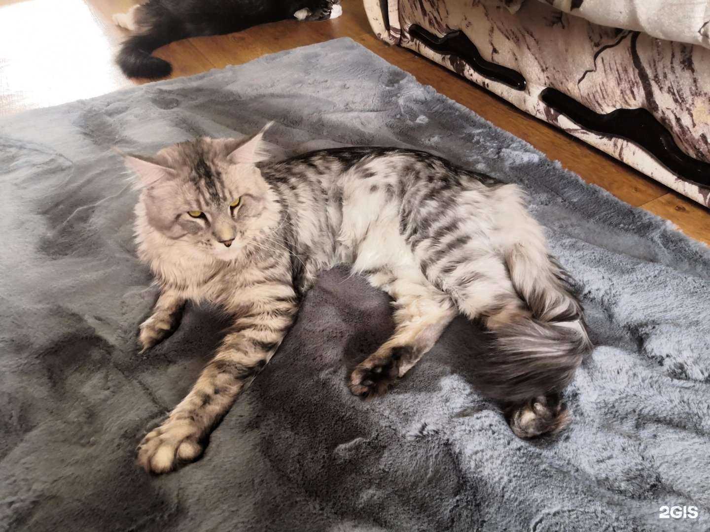 Отзывы на компанию Зоомаркет в Нижневартовске c фото