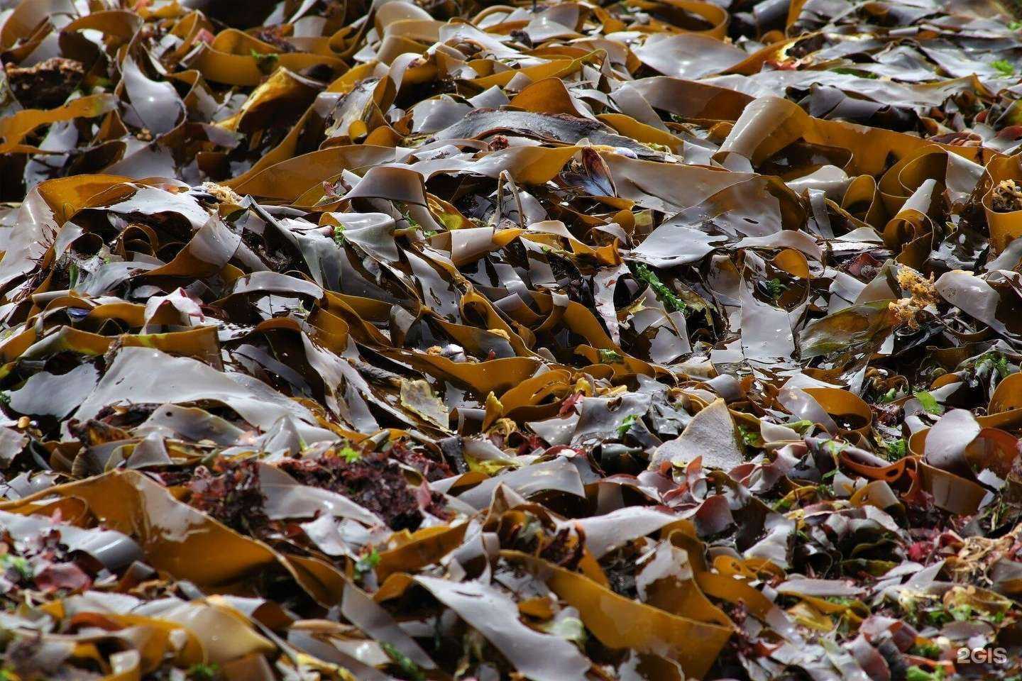 Отзывы на компанию Водоросли Арктики в г. Архангельск c фото