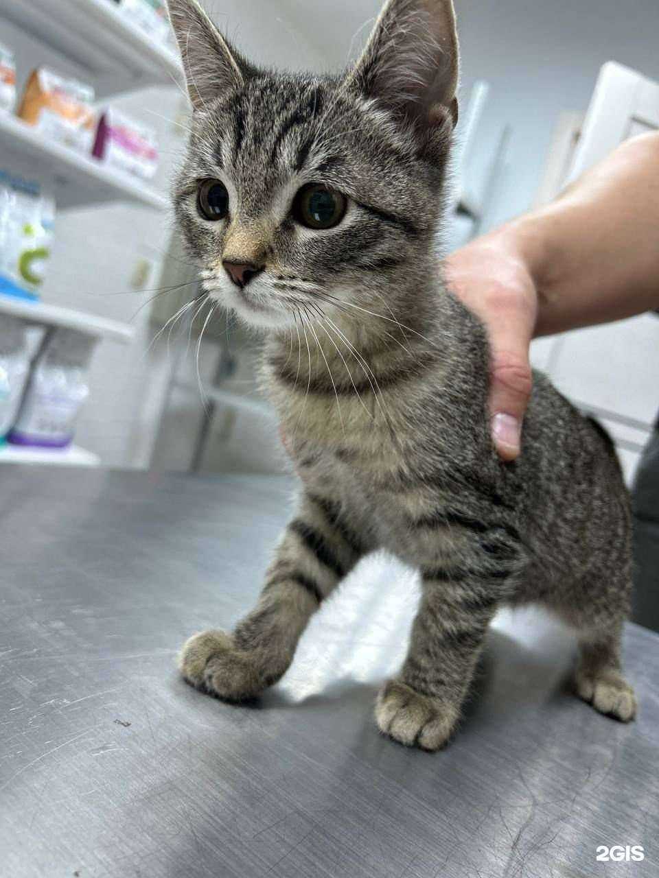 Отзывы на компанию 4 движения одной лапы кота в Чебоксарах c фото