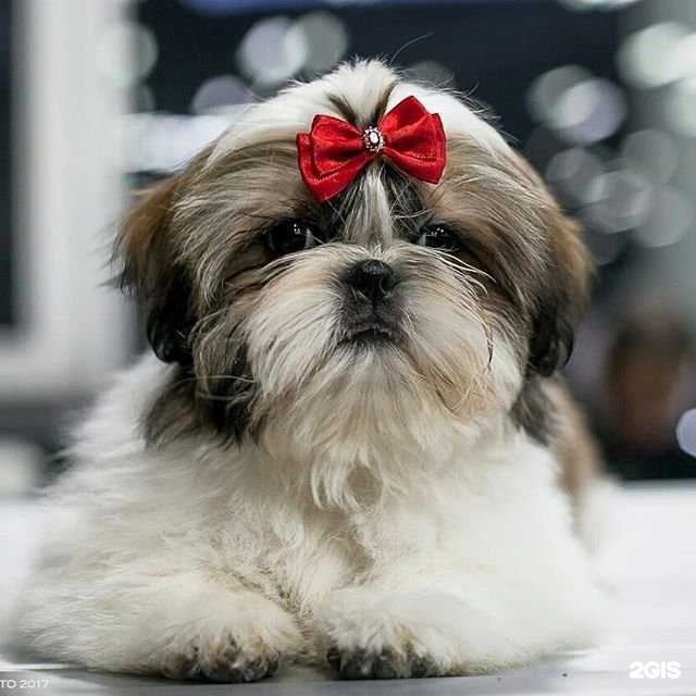 Отзывы на компанию Ваш грумер в Челябинске c фото