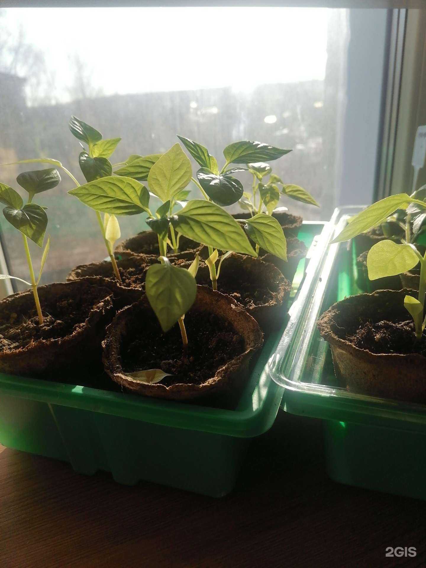 Отзывы на компанию Цветущий Сад в Новосибирске c фото