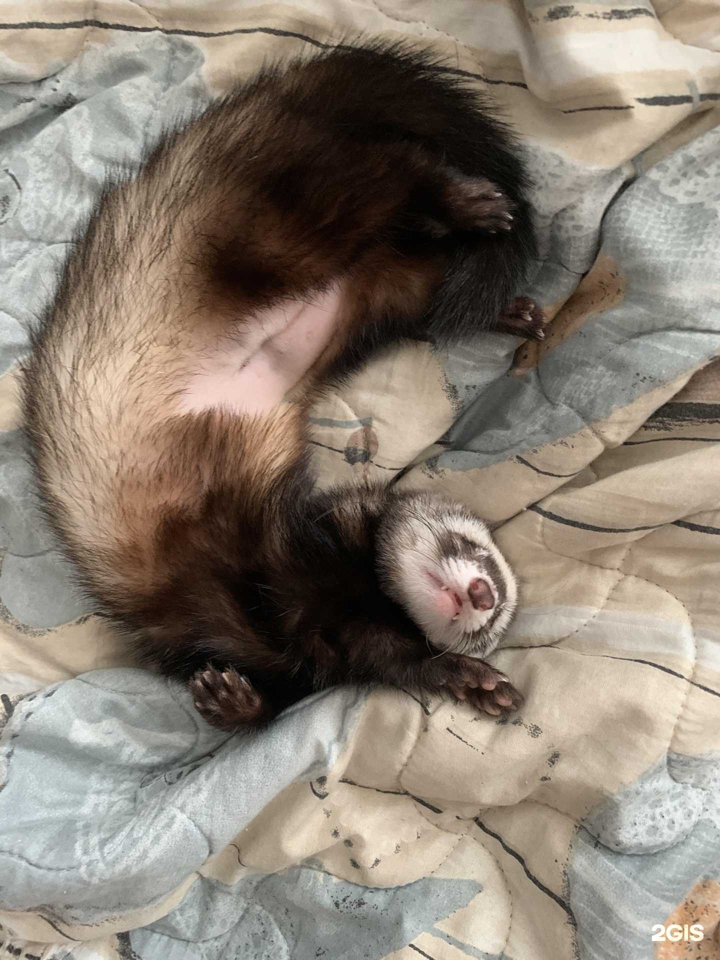 Отзывы на компанию Мухтар в Красноярске c фото