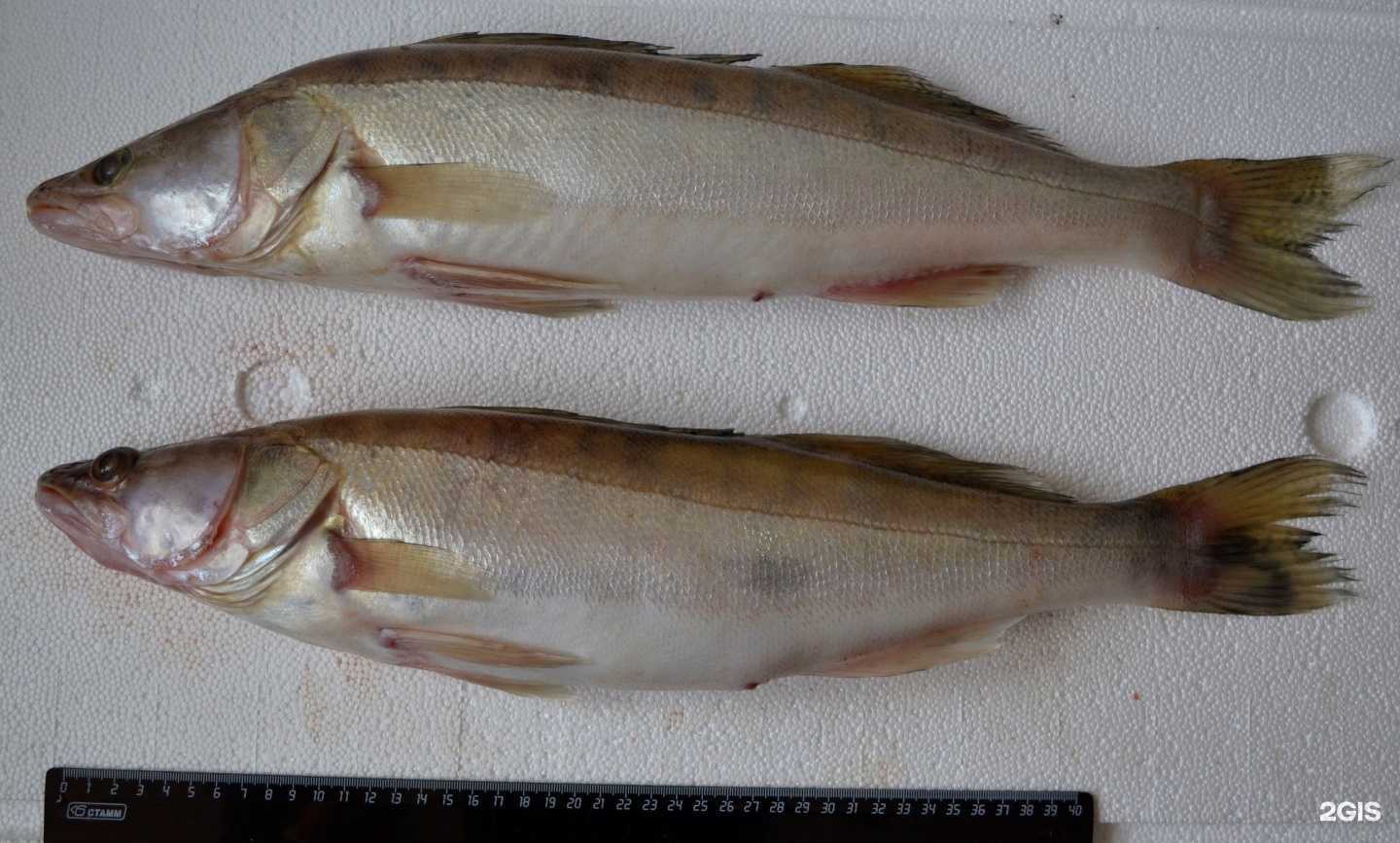 Отзывы на компанию Наша рыба в Новосибирске c фото