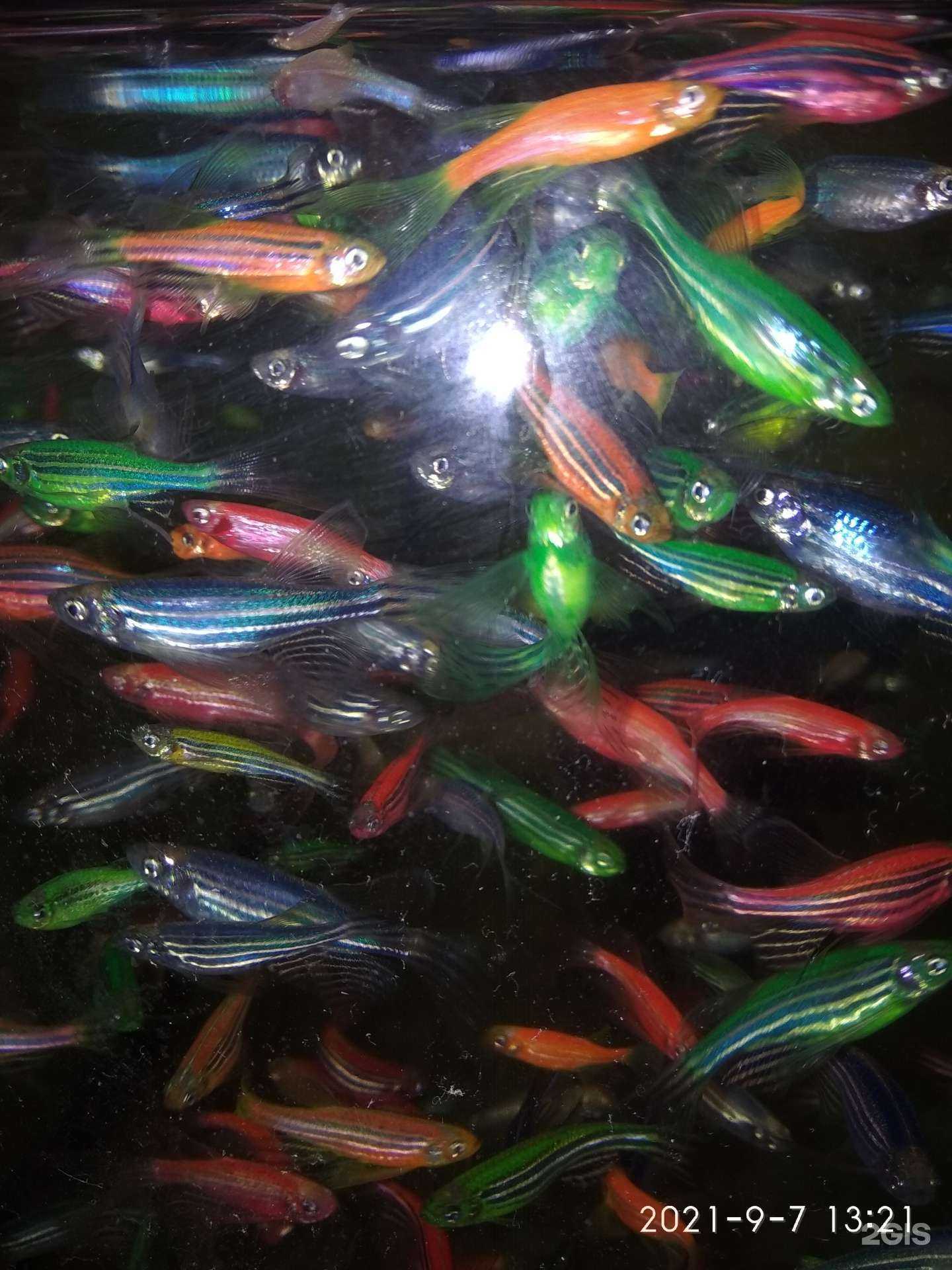 Отзывы на компанию Зоомагазин в г. Ставрополь c фото