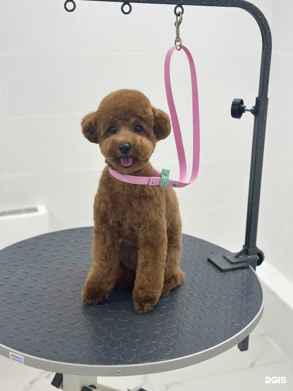 Отзывы на компанию merle groom в Воронеже c фото