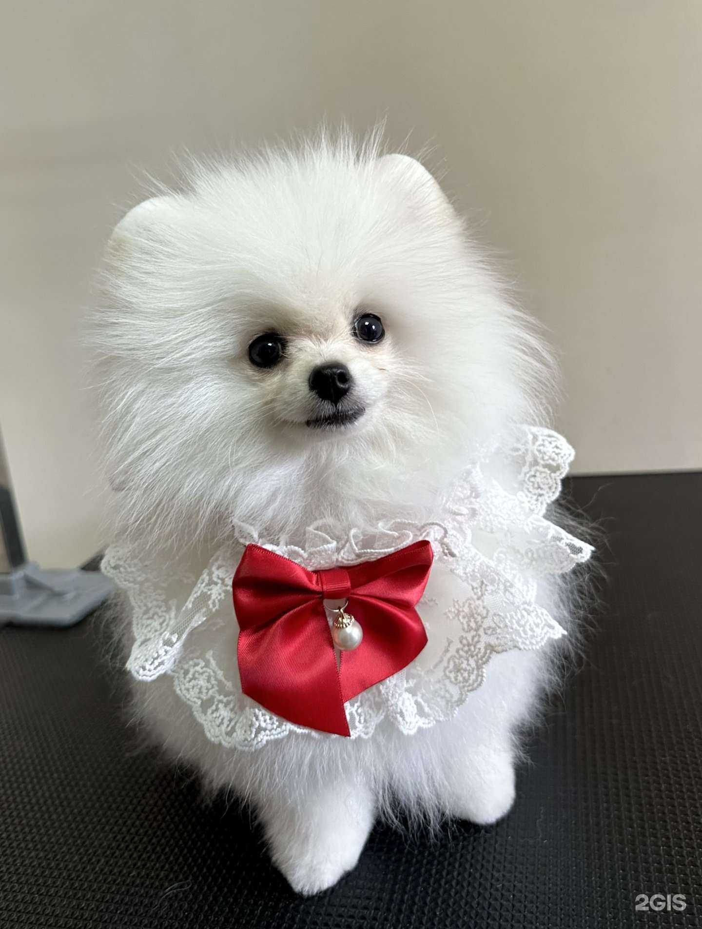 Отзывы на компанию Сладкие лапки в Челябинске c фото