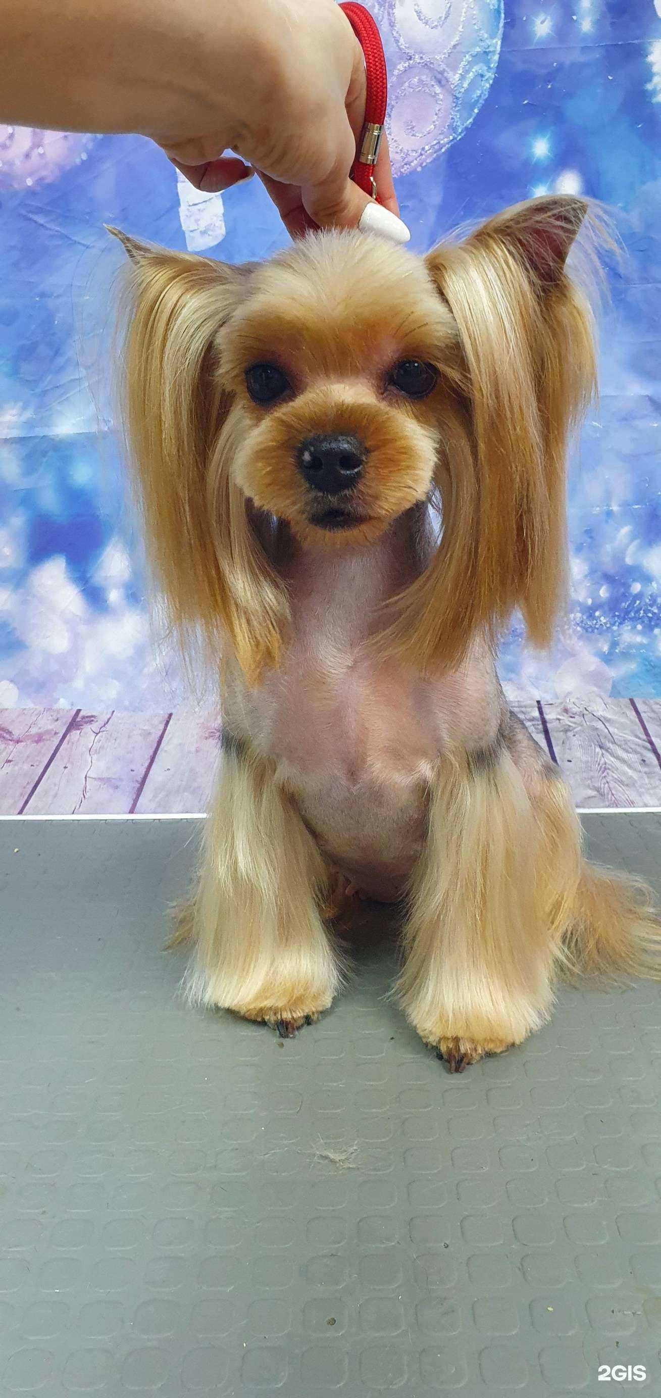 Отзывы на компанию Mon Ami в г. Тула c фото