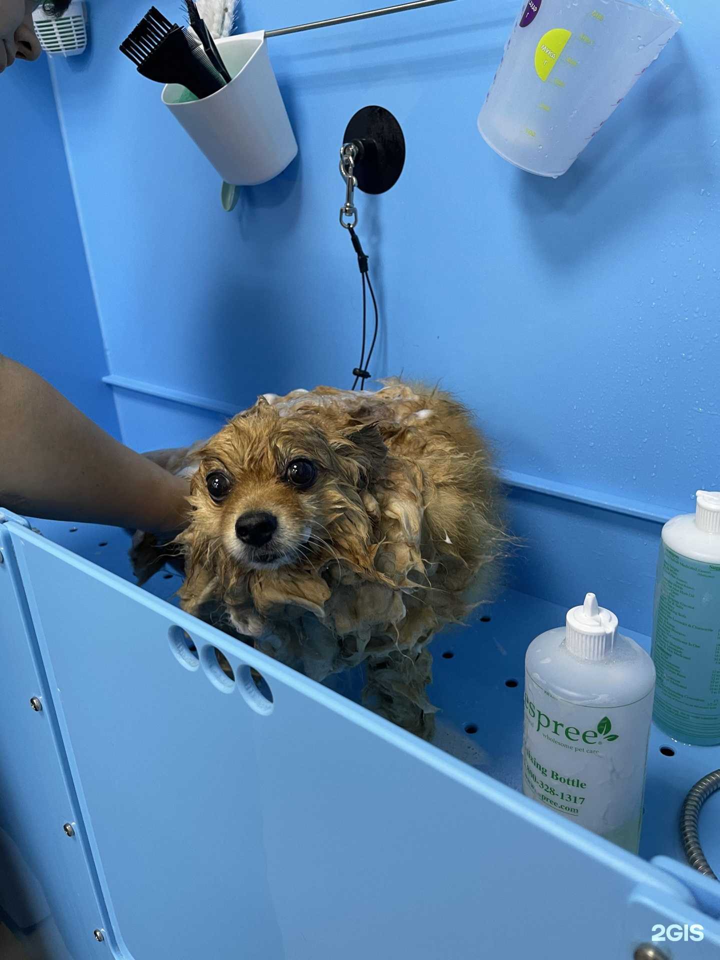 Отзывы на компанию Груминг-Студия Екатерины Ждановой в г. Тула c фото