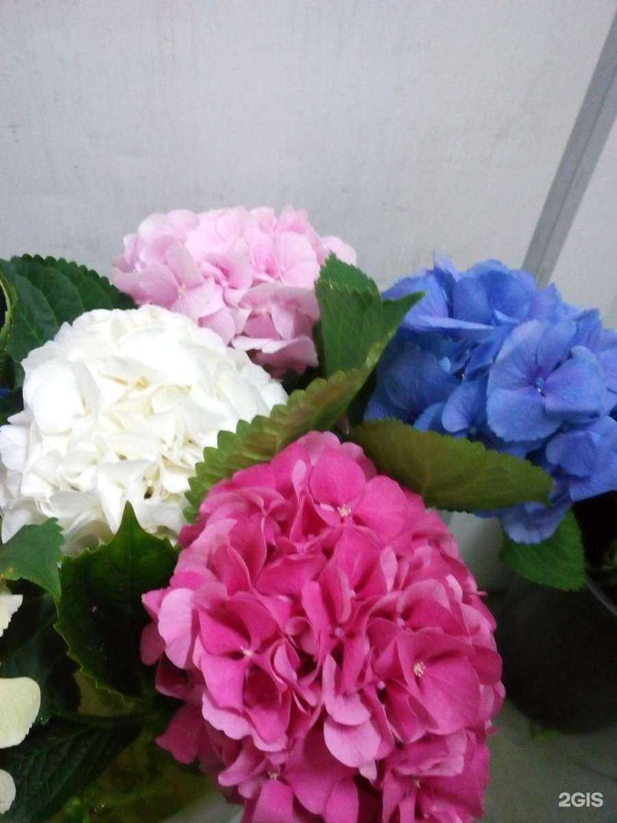 Отзывы на компанию Автопитер в г. Нижний Тагил c фото