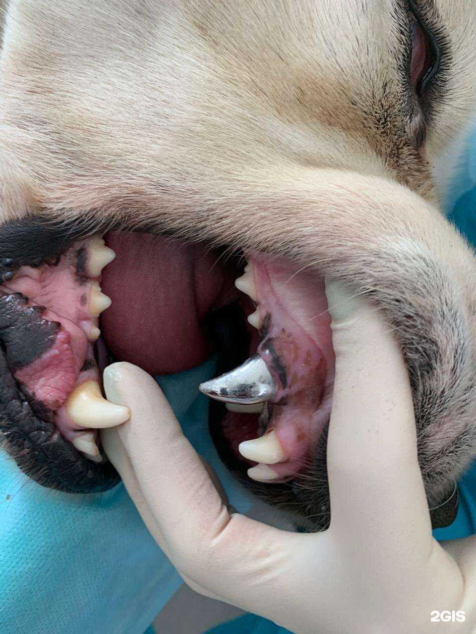 Отзывы на компанию ЗооВетЦентр в Красноярске c фото