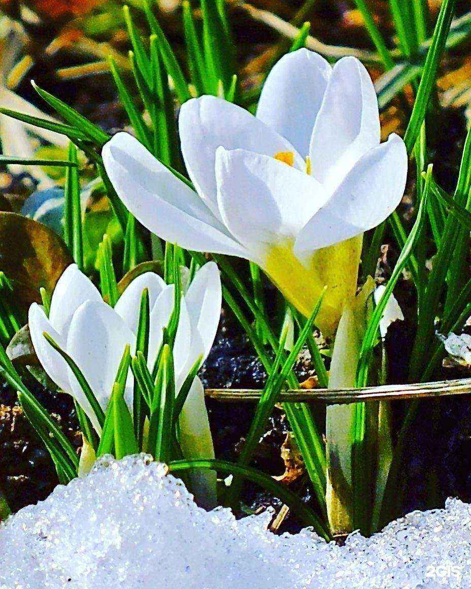 Отзывы на компанию Атлас в г. Кострома c фото