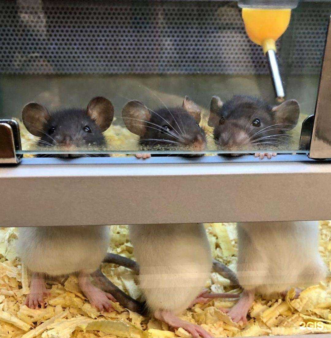 Отзывы на компанию ЗооСмарт в г. Черняховск c фото