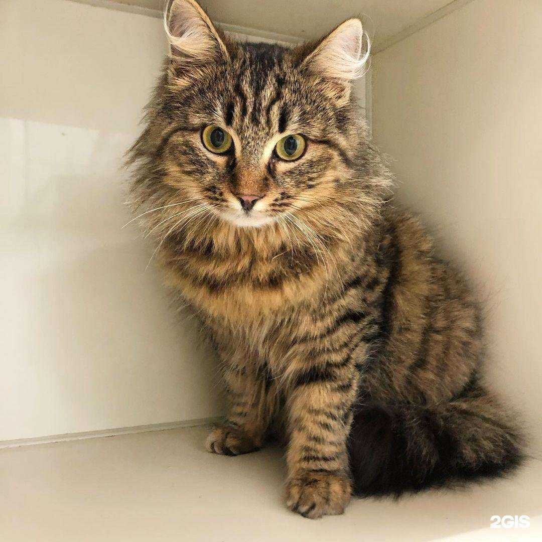 Отзывы на компанию Зоомагазин в г. Азов c фото