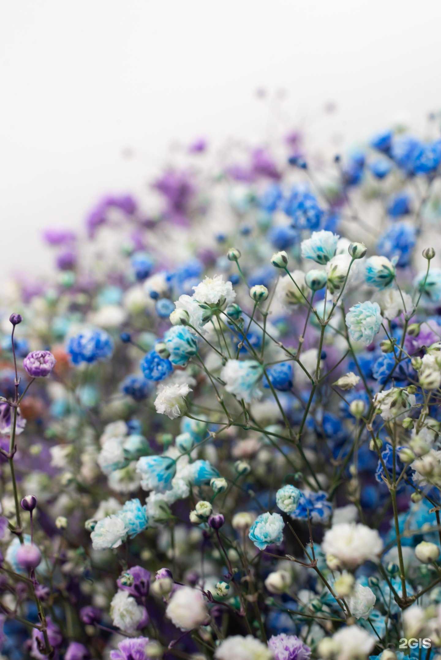 Отзывы на компанию Дом цветков в г. Заринск c фото