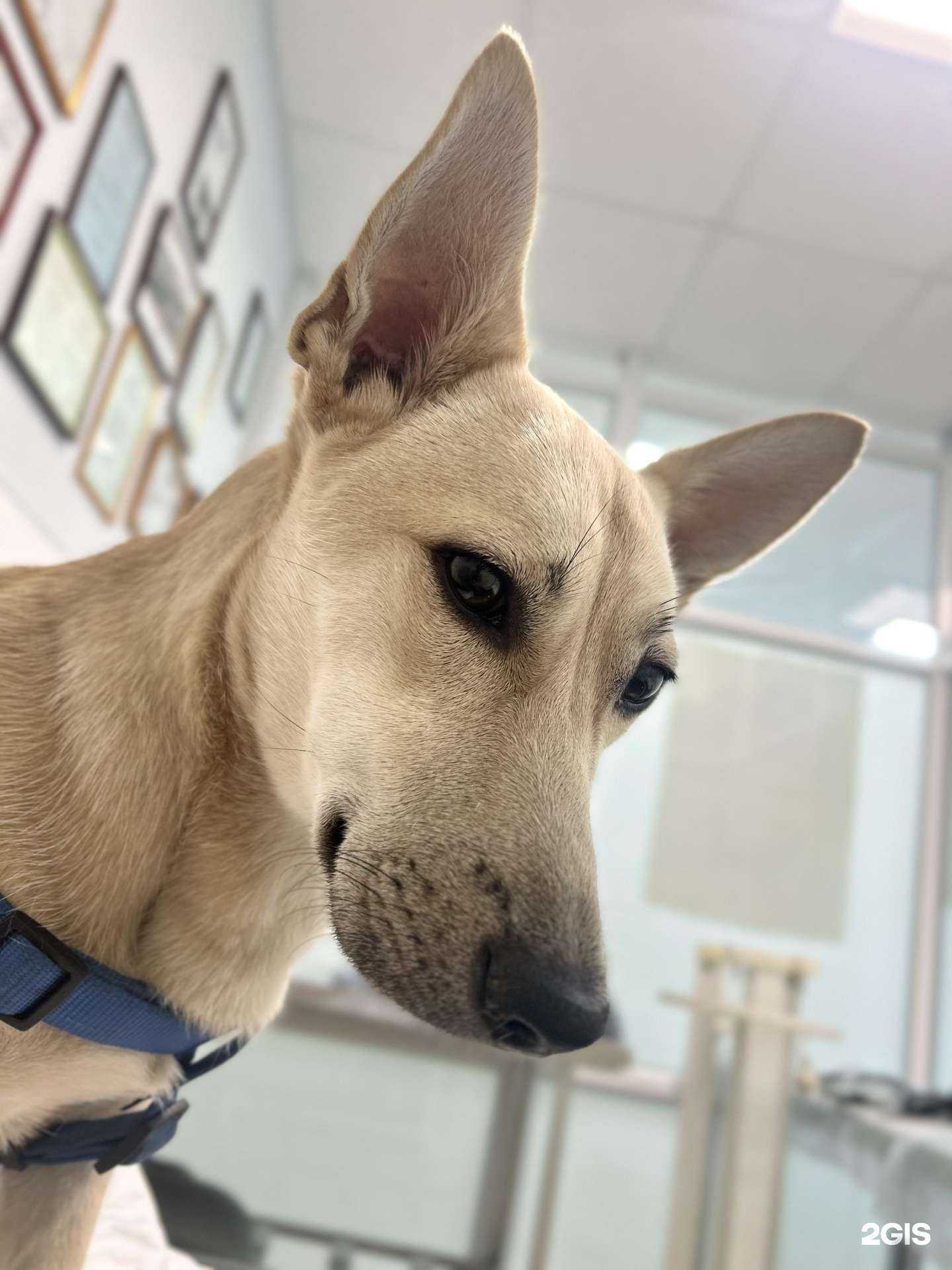 Отзывы на компанию Ветеринарный центр им. Пирогова в Ставрополе c фото