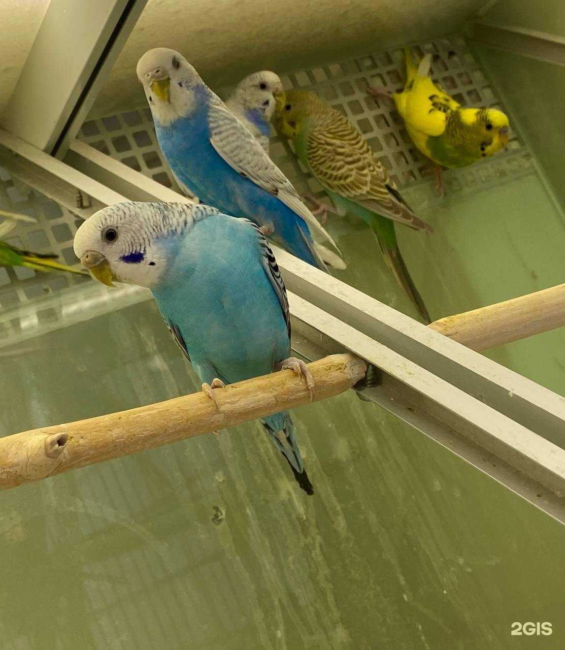 Отзывы на компанию Бонифаций в Перми c фото