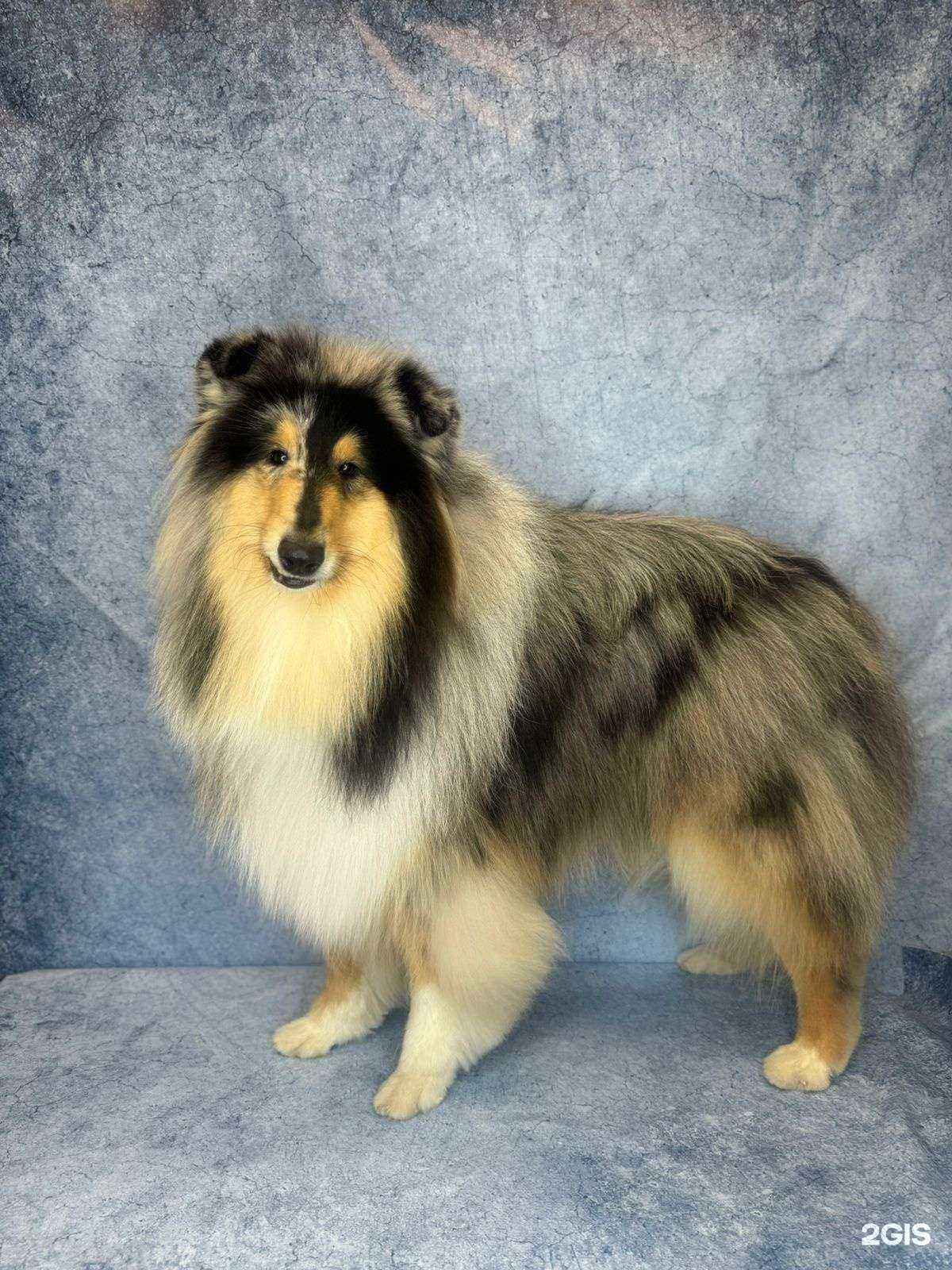 Отзывы на компанию Ëжкин пëс в г. Воскресенск c фото