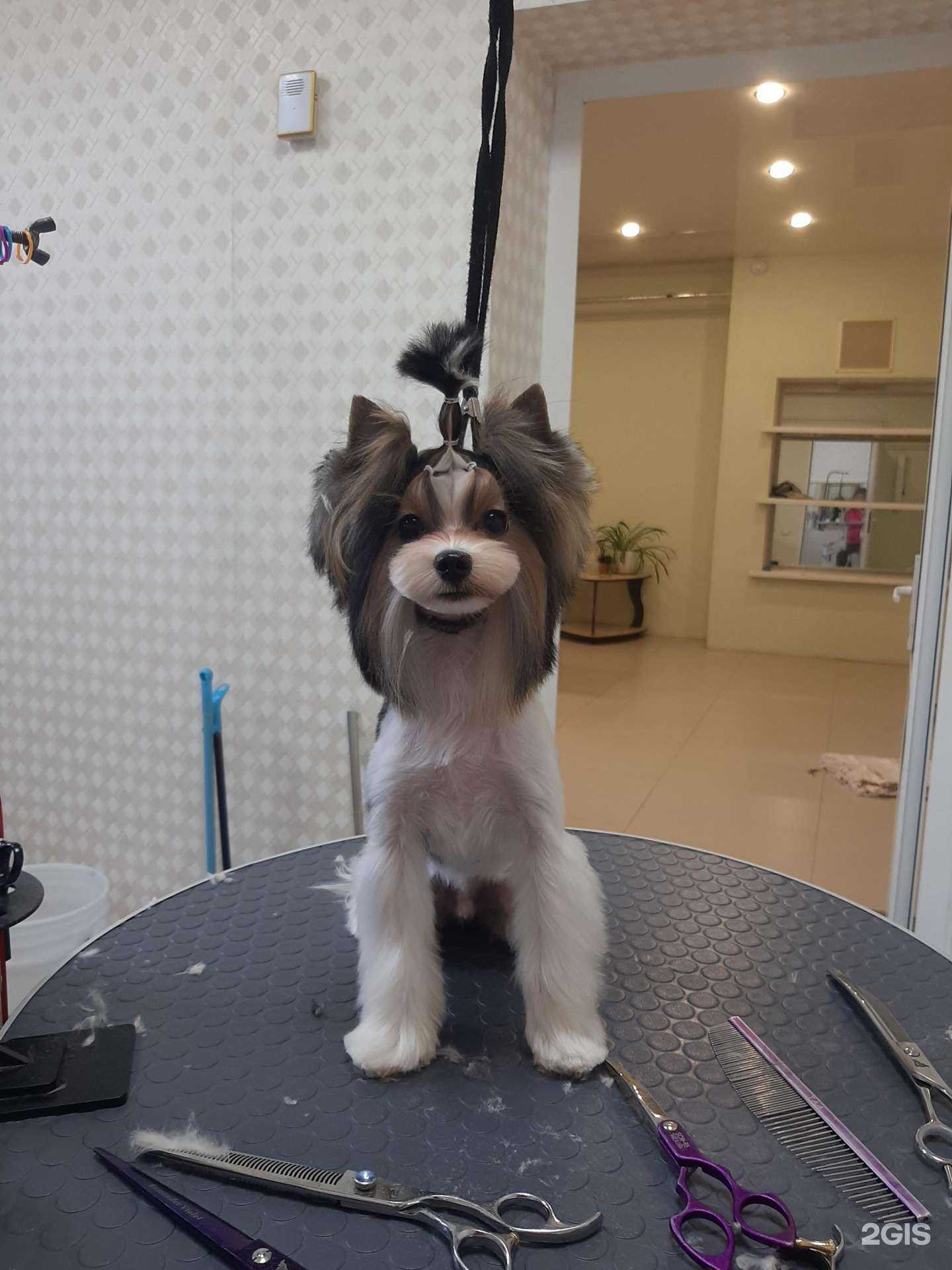 Отзывы на компанию Собачье дело в Иркутске c фото