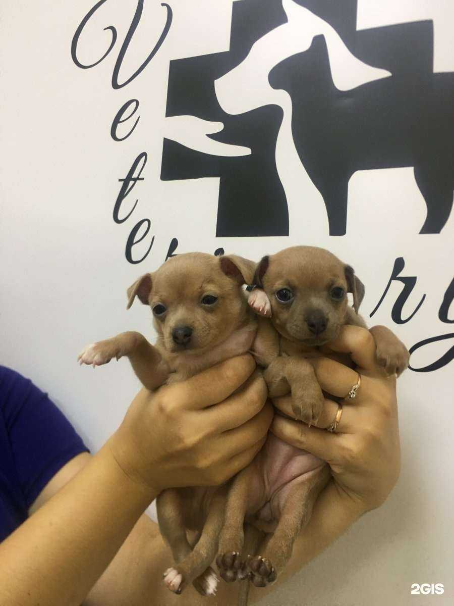 Отзывы на компанию Нановет в г. Видное c фото