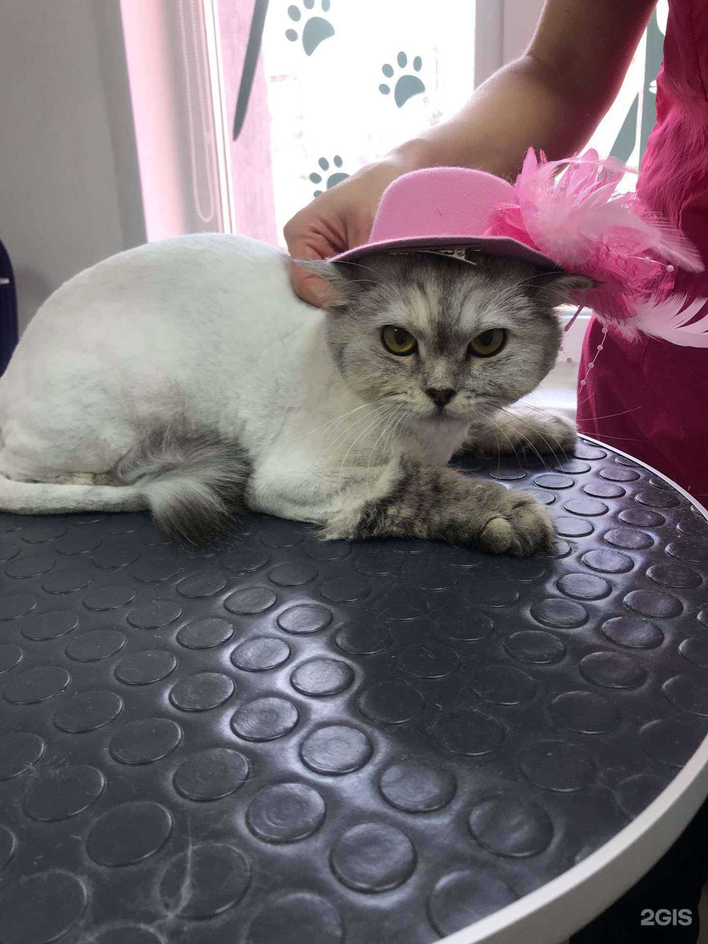 Отзывы на компанию Котенок Гав в г. Пенза c фото