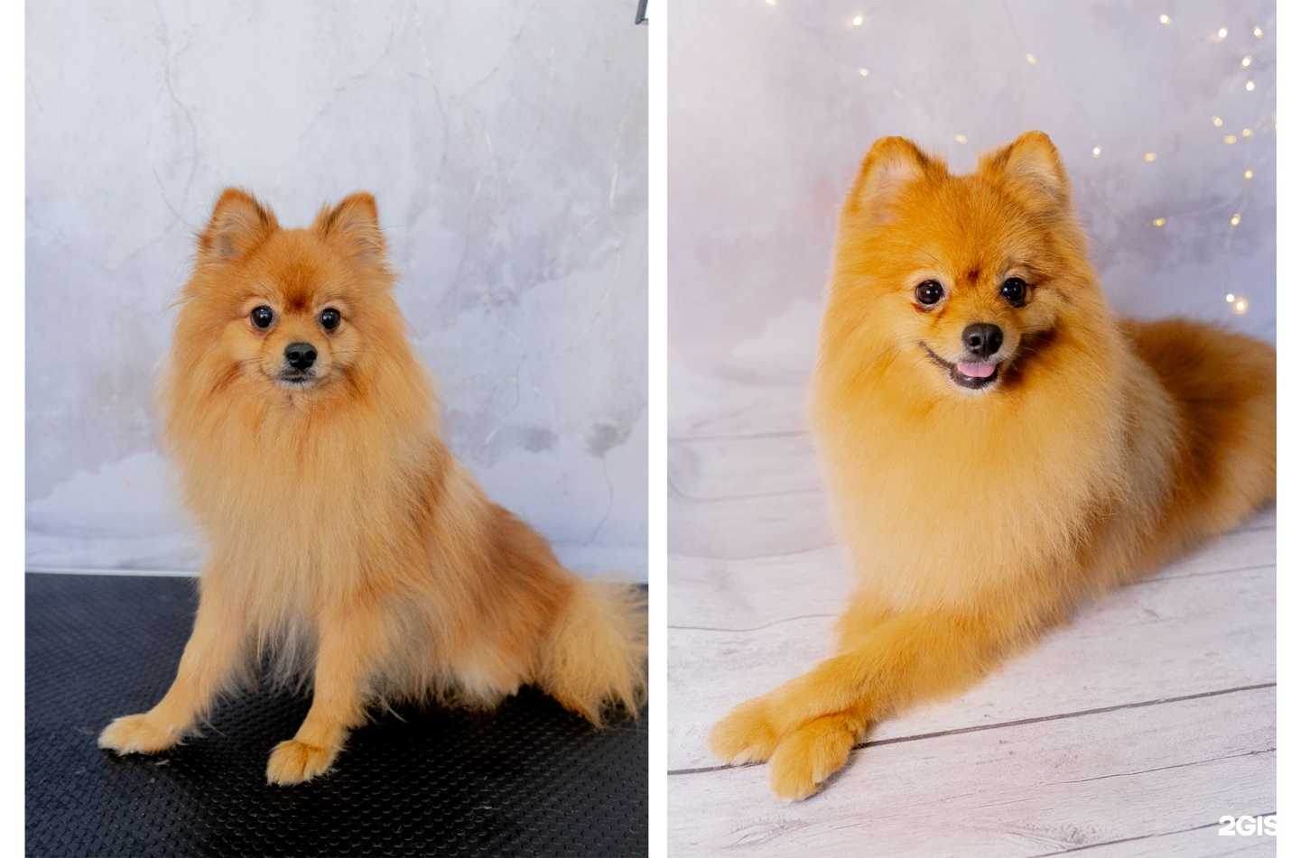 Отзывы на компанию ЛапкиSPA в Губахе c фото