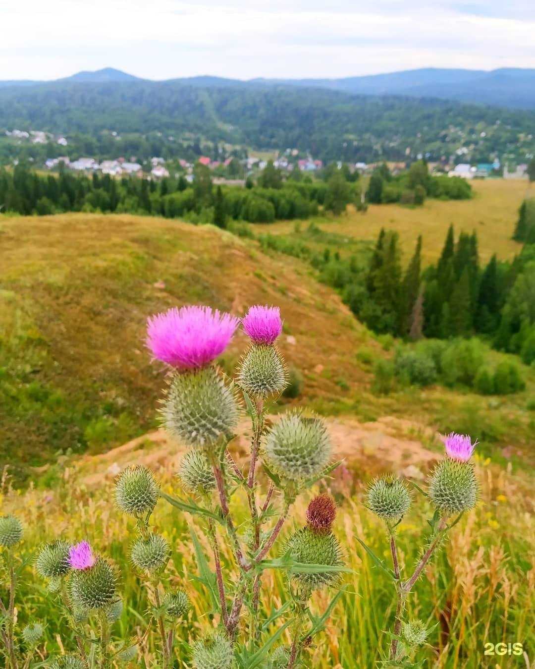 Отзывы на компанию Алтайский знахарь в г. Всеволожск c фото