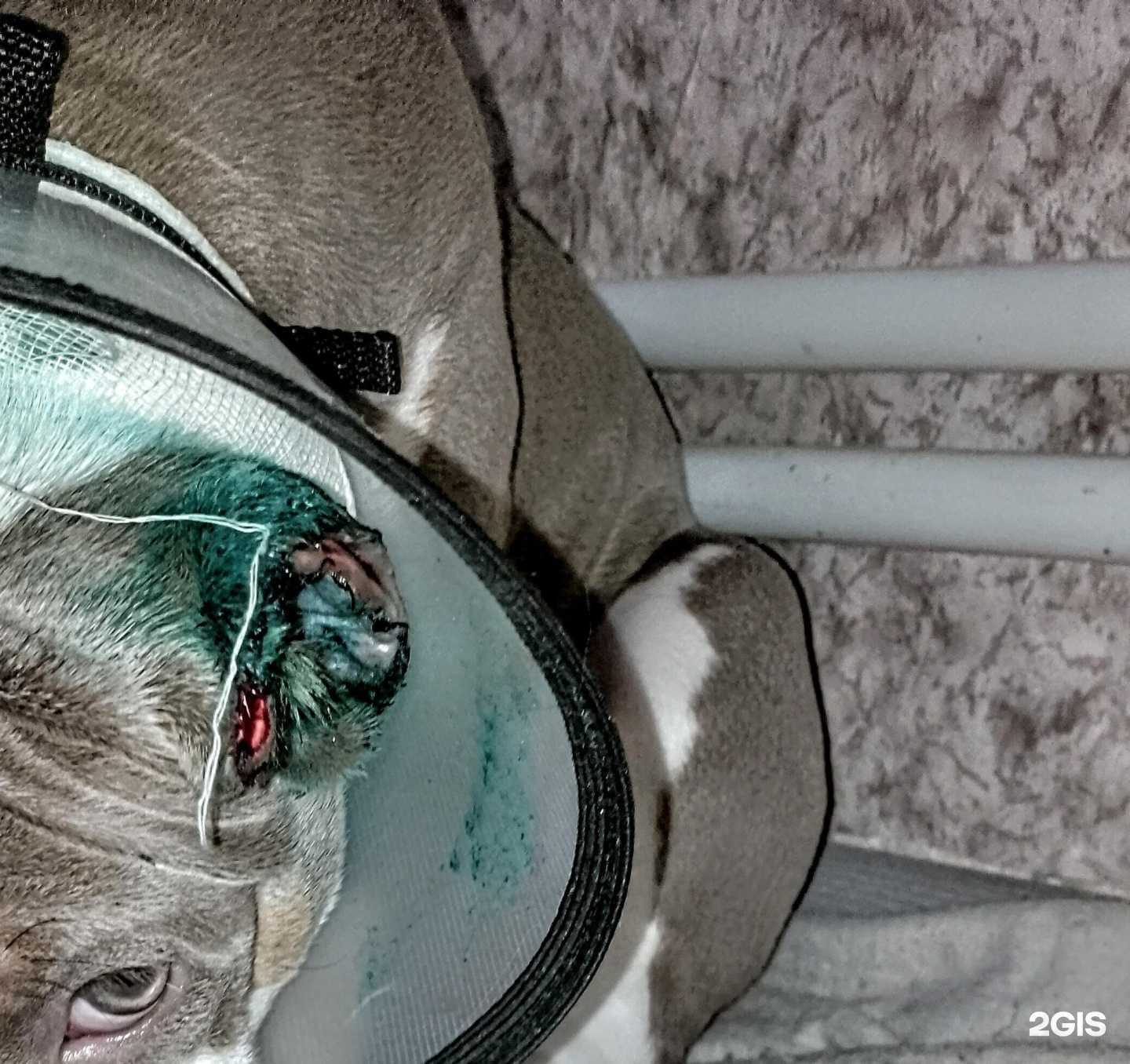 Отзывы на компанию Хвостатый остров в Челябинске c фото