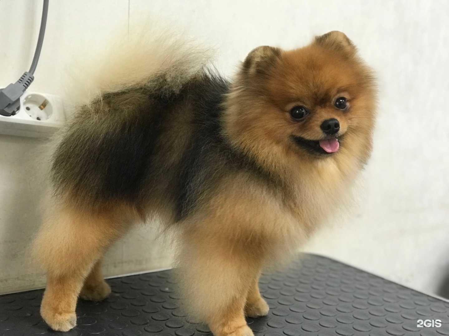 Отзывы на компанию Академия груминга в г. Киров c фото