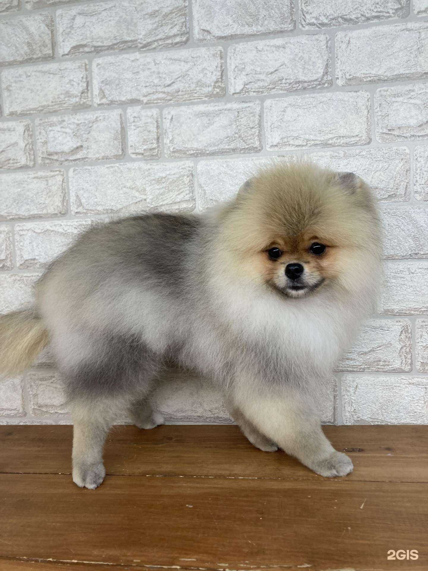 Отзывы на компанию 23 хвоста в г. Краснодар c фото