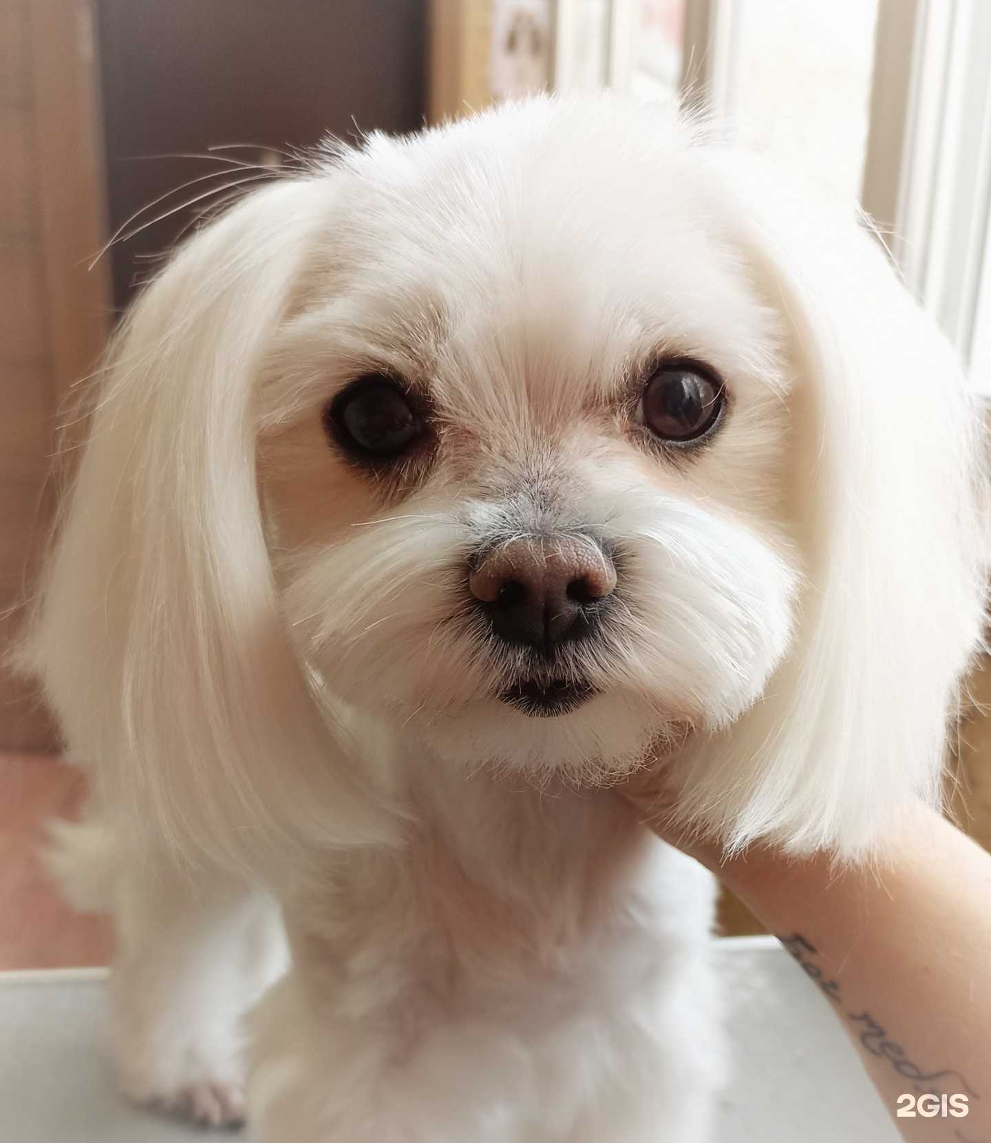 Отзывы на компанию Красная лапа в Тюмени c фото