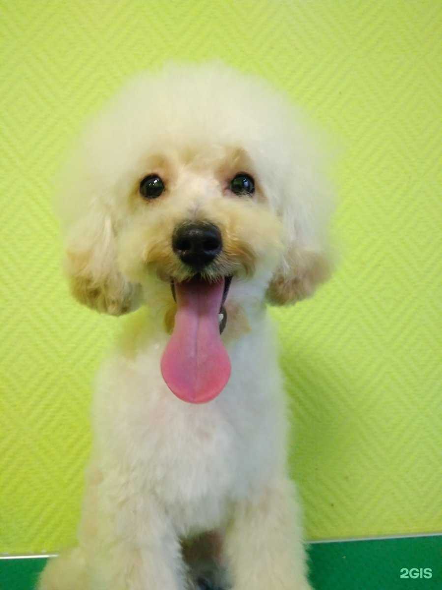 Отзывы на компанию 101 далматинец в Перми c фото