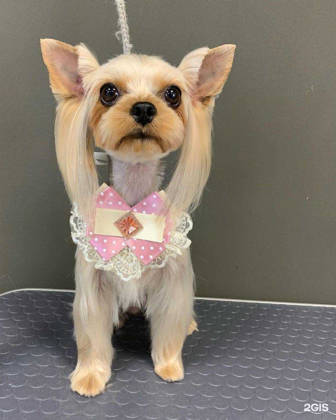 Отзывы на компанию Agrooming в Тюмени c фото