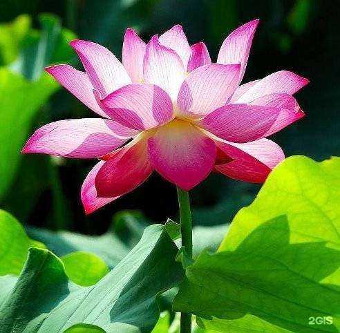 Отзывы на компанию Букетуфа.рф в Уфе c фото