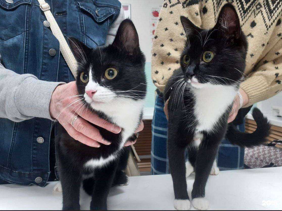 Отзывы на компанию Костромская областная ветеринарная лаборатория в г. Кострома c фото