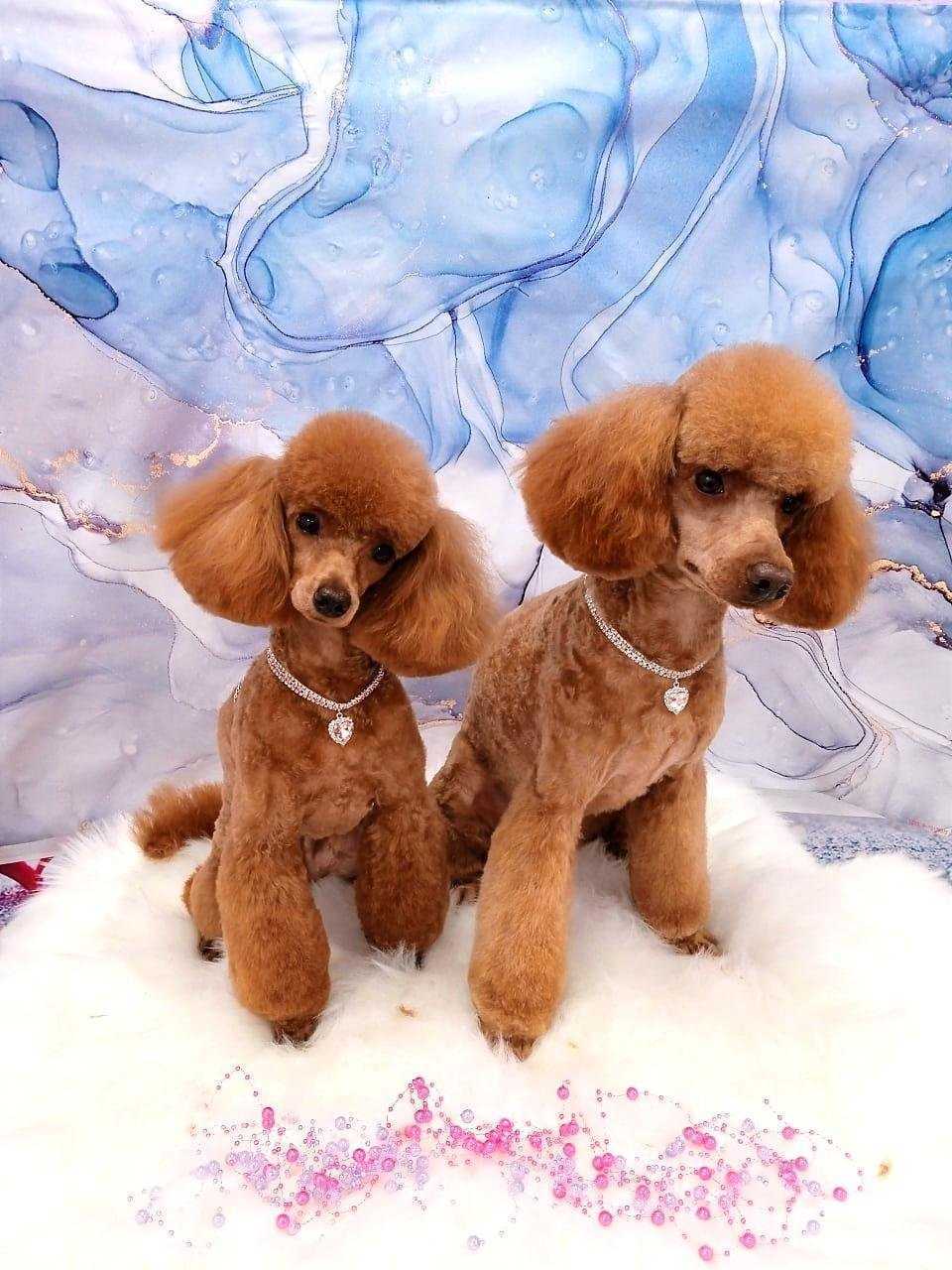 Отзывы на компанию Пёсель на Псковской в г. Тверь c фото