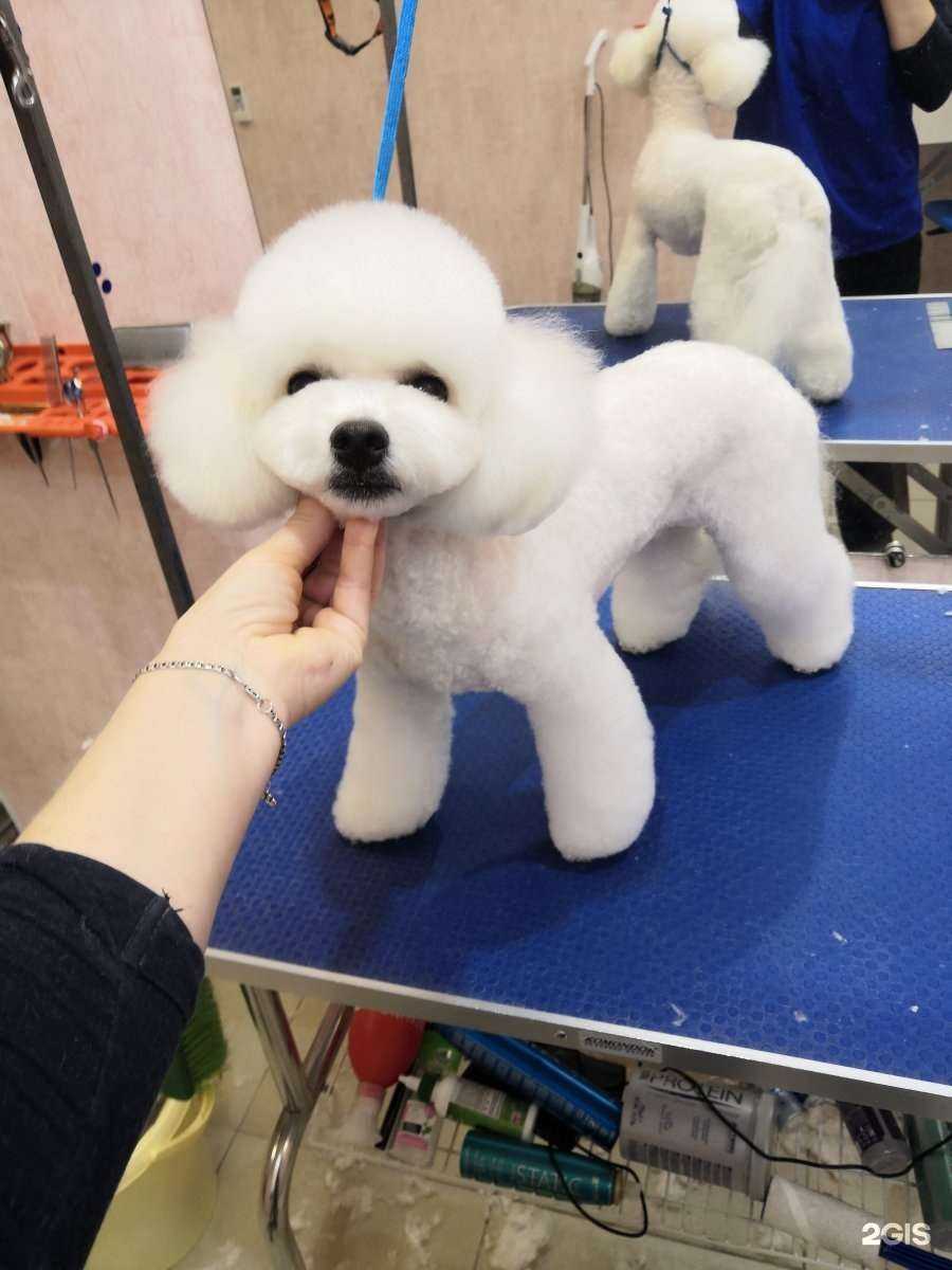 Отзывы на компанию Fashion dog в Ставрополе c фото