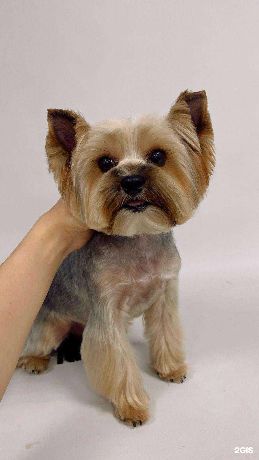 Отзывы на компанию Groomer Bar в г. Ростов-на-Дону c фото