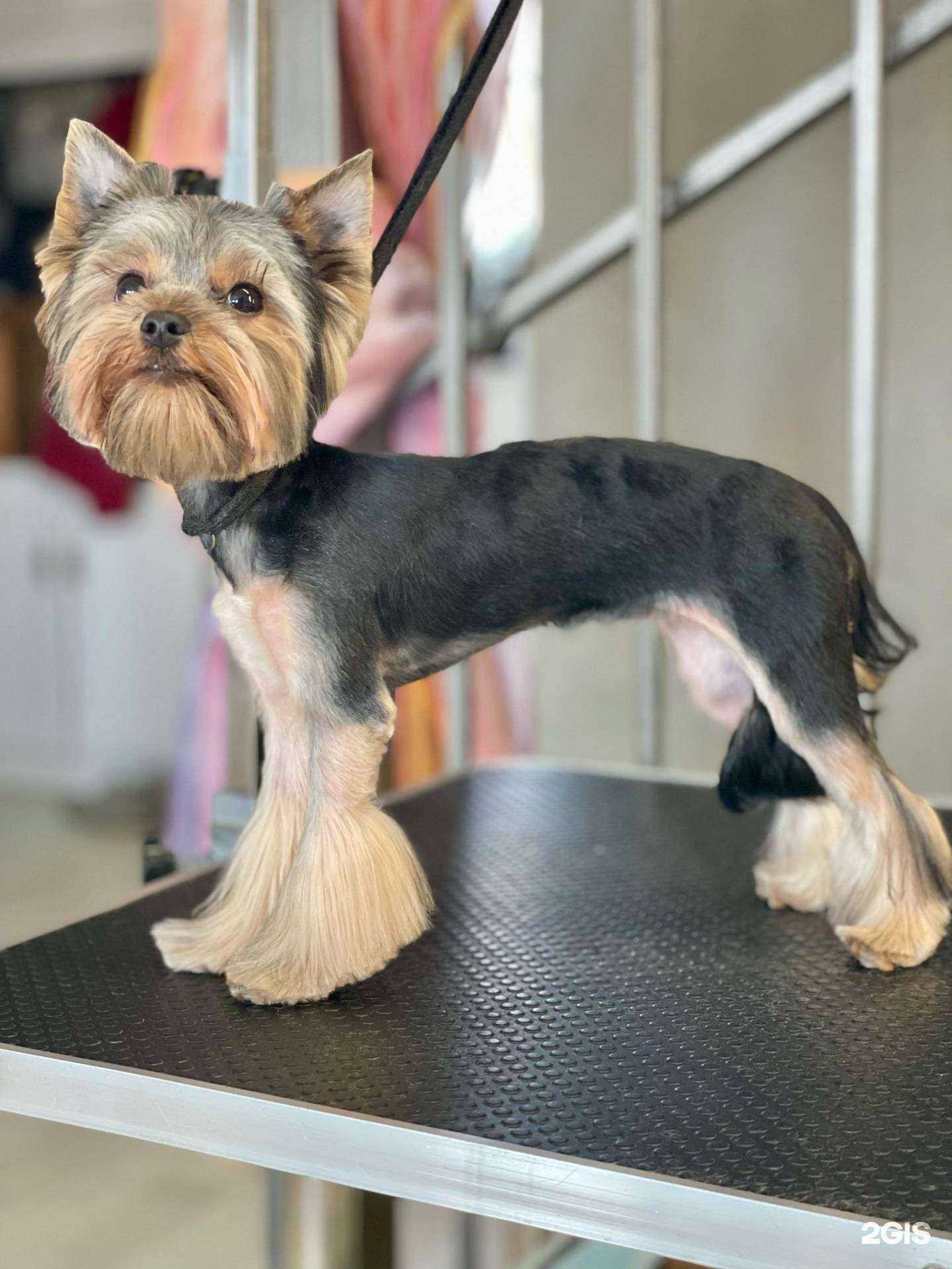 Отзывы на компанию Грумсалон в г. Кольчугино c фото