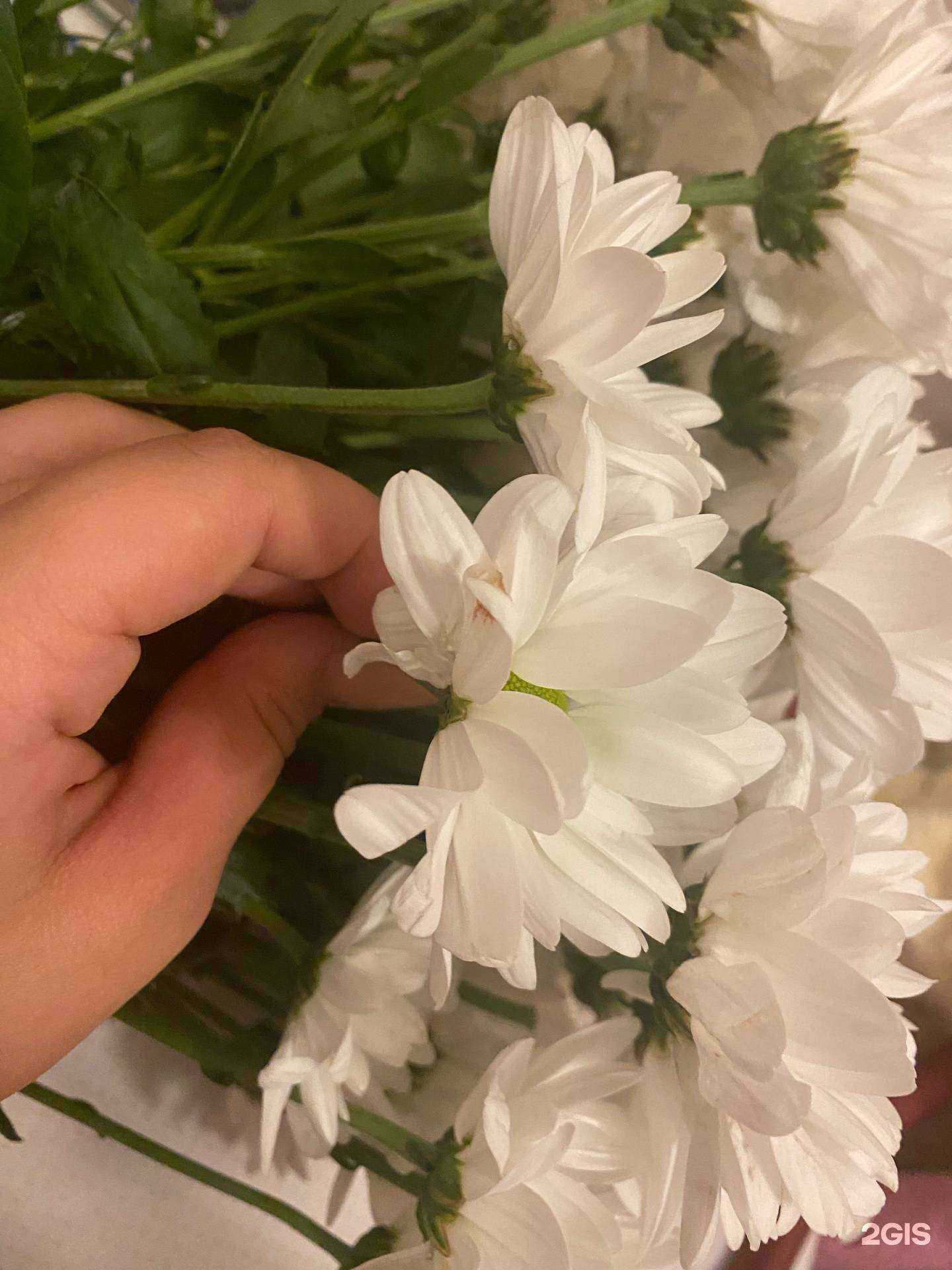 Отзывы на компанию Цветочное счастье в г. Красноярск c фото