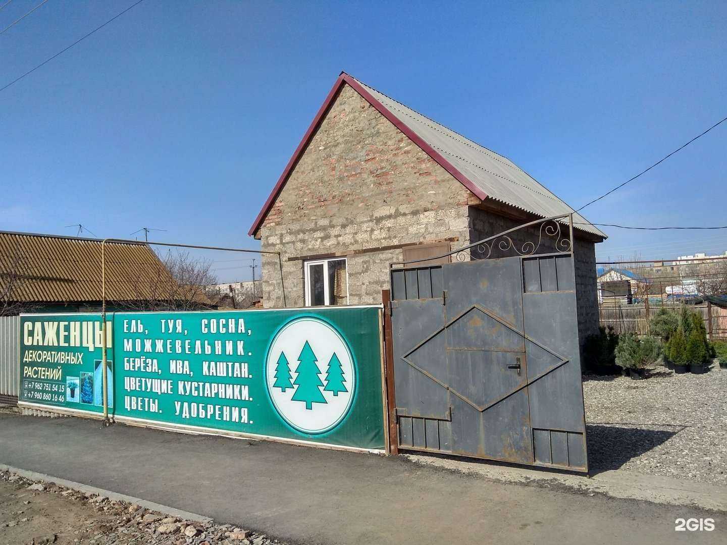 Отзывы на компанию Питомник хвойных растений в Астрахани c фото