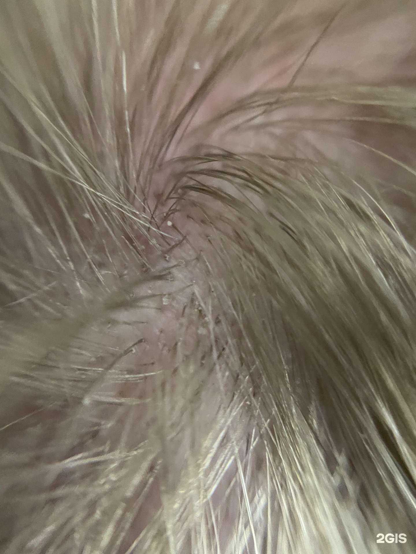 Отзывы на компанию HealthyHair в г. Великий Новгород c фото