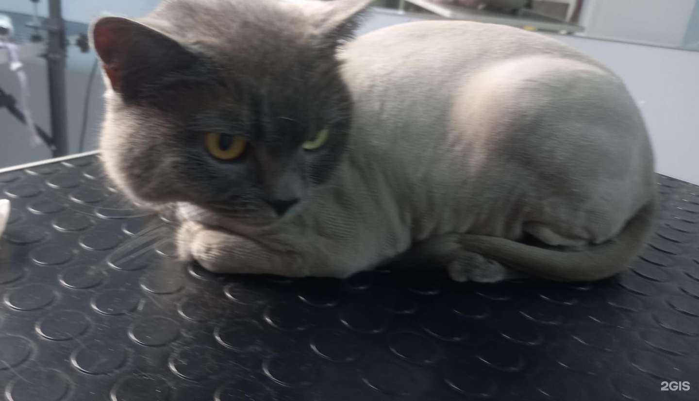 Отзывы на компанию Striglli-Groom в г. Сургут c фото